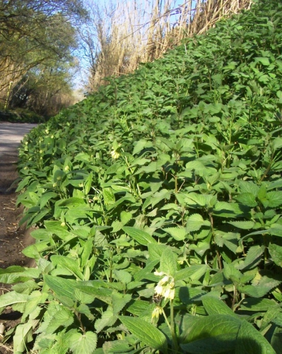 Symphytum bulbosus